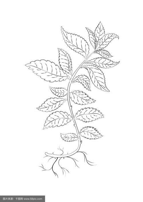 薄荷中草药天然植物手绘线条图手绘装饰图案原创小清新矢量插画