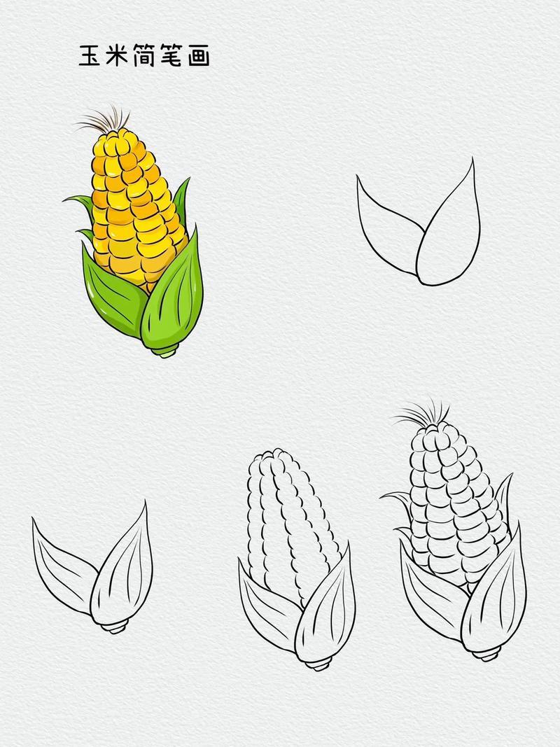 玉米简笔画