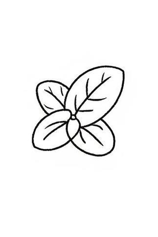 薄荷简笔画简单又清新