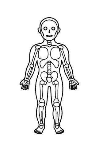 人体八大系统结构图简笔画