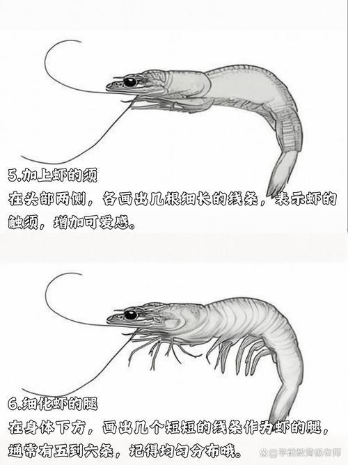 虾的简笔画