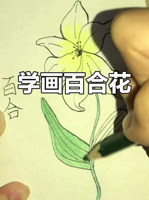 简单百合花简笔画教程