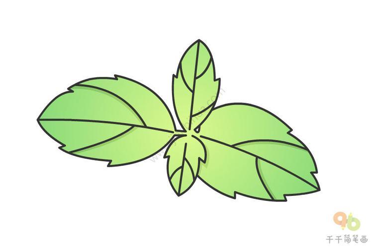 薄荷叶简笔画怎么画