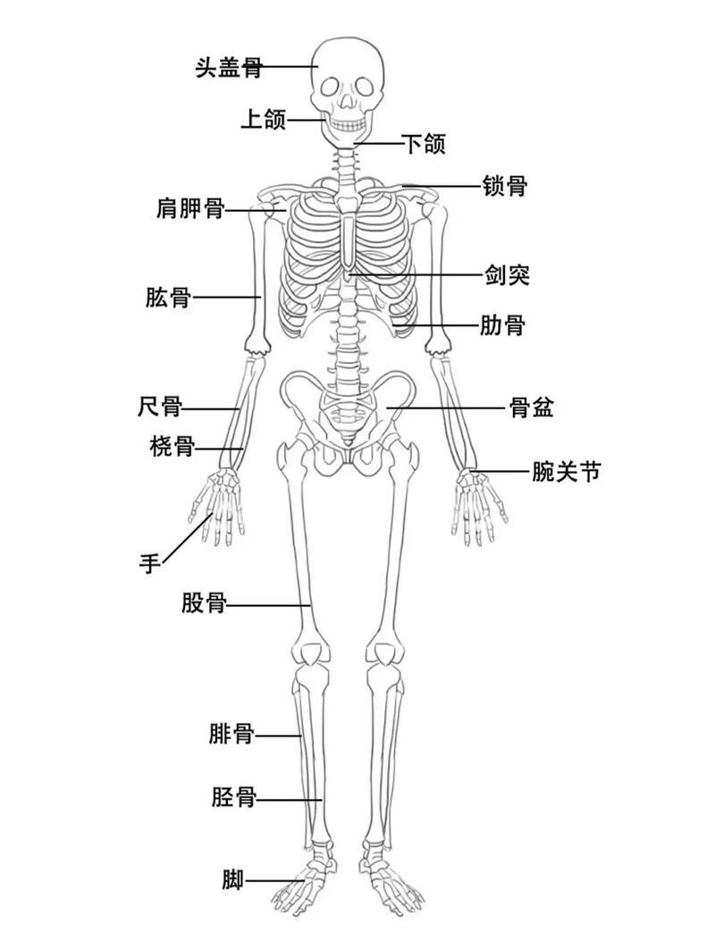 人体的四种基本组织简笔画简单图文抖音