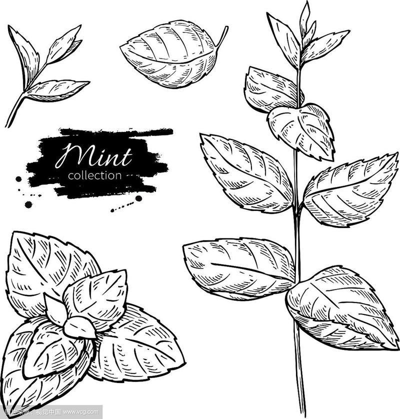 薄荷绘图集孤立的薄荷植物和