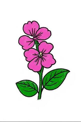凤仙花简笔画3笔亲们你们有没有试过用仅仅3笔画出美丽的凤仙花呢