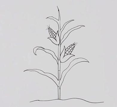 玉米棵简笔画