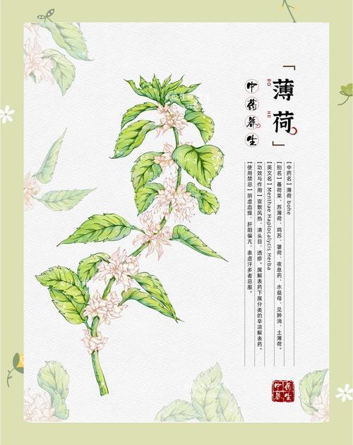 中草药手绘薄荷全攻略简单几步搞定