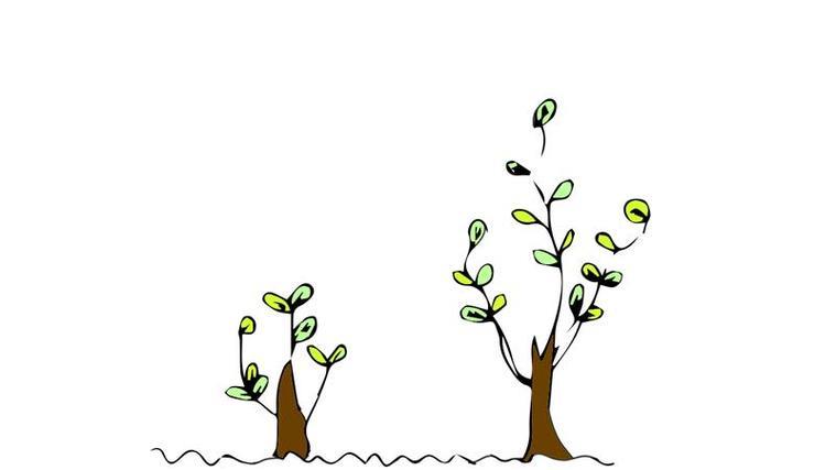 简笔画懂得小树苗简笔画小树苗成长大树过程简笔画刚发芽的小